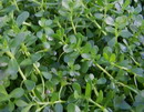 Bacopa Monnieri